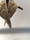 T_COAT / T FOULARD / BEIGE-ORANGE